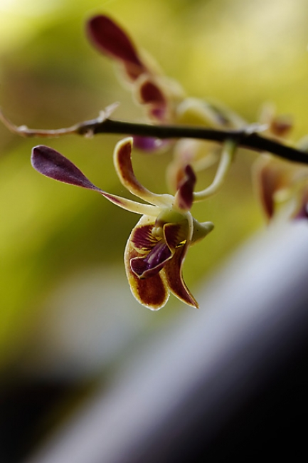 Fleurs FEV12-023